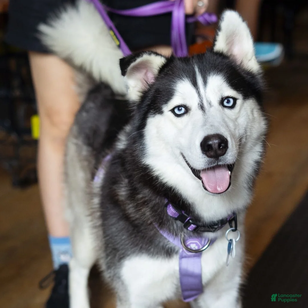 Siberian Husky dogs for sale: Pawvarotti - Ad 1