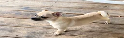 Mixed Breed dogs for sale: Goldy - Ad 4