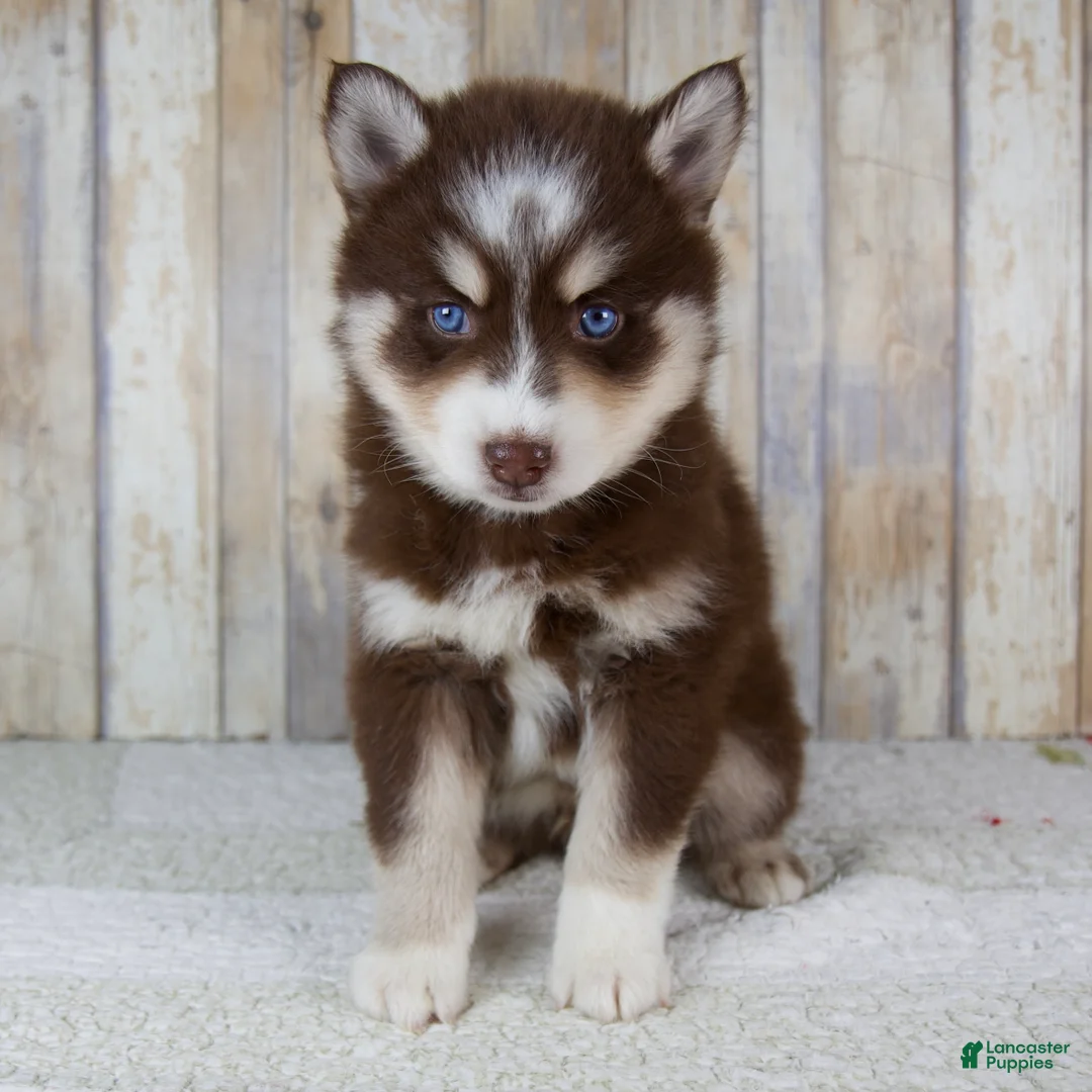 Pomsky dogs for sale: Bear - Ad 1