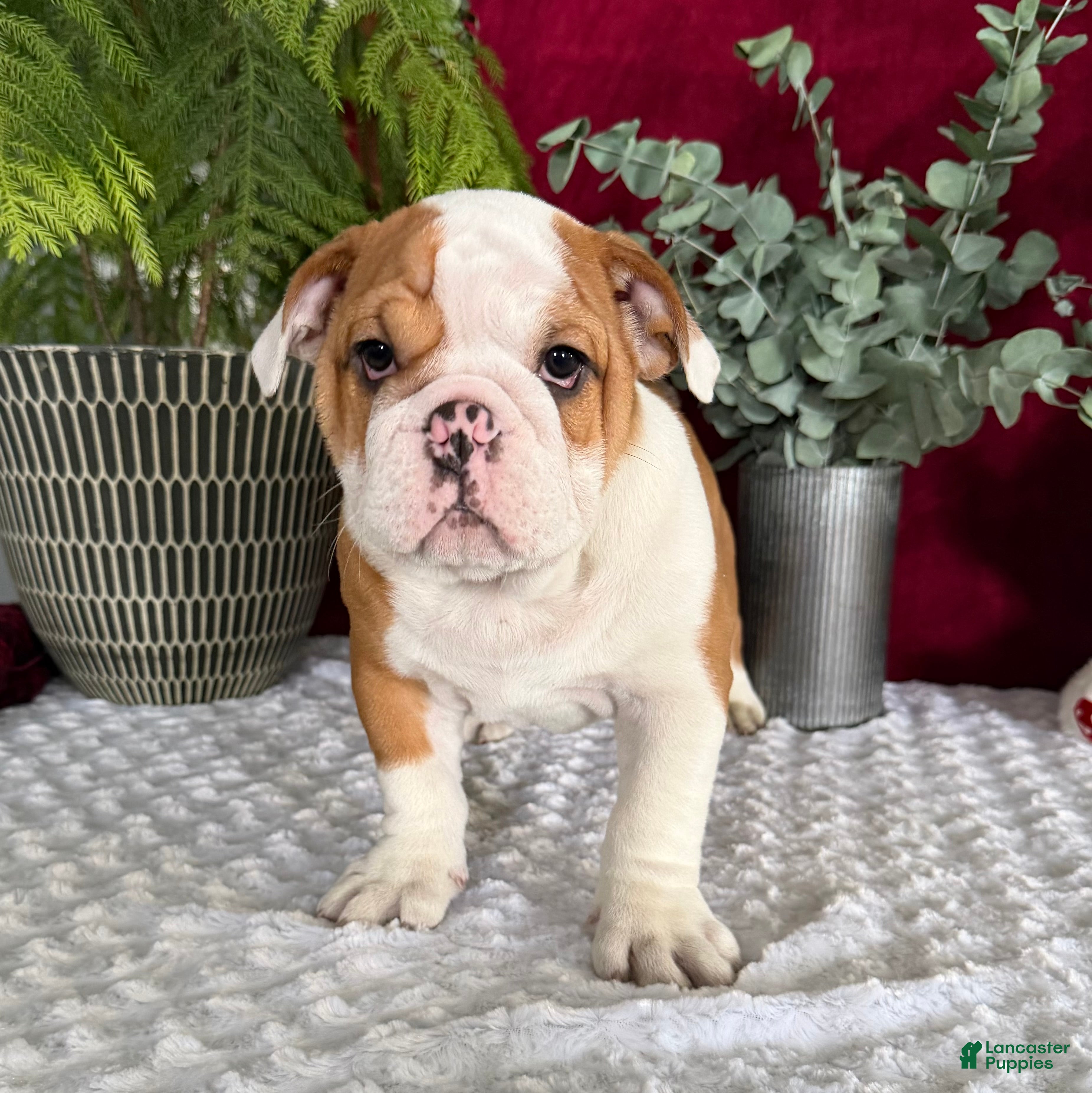 English Bulldog dogs Pork Chop - Ad 29