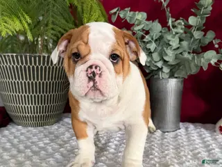 English Bulldog dogs Pork Chop - Ad 29