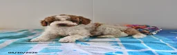 Mini Goldendoodle dogs for sale: Sassy - Ad 4