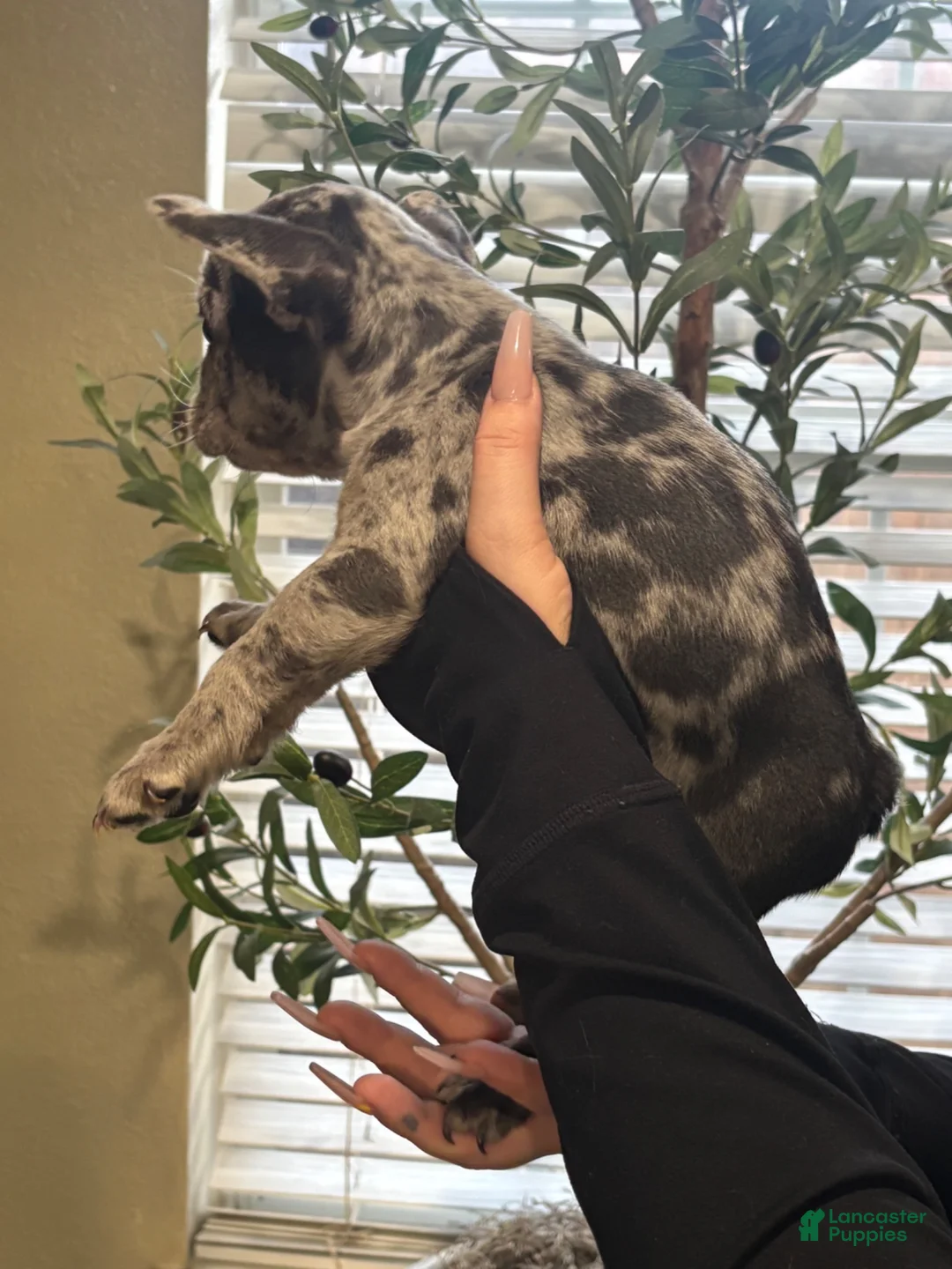French Bulldog dogs for sale: French Bulldog 1 - Ad 1