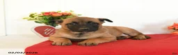 Belgian Malinois dogs for sale: Roxanne - Ad 3