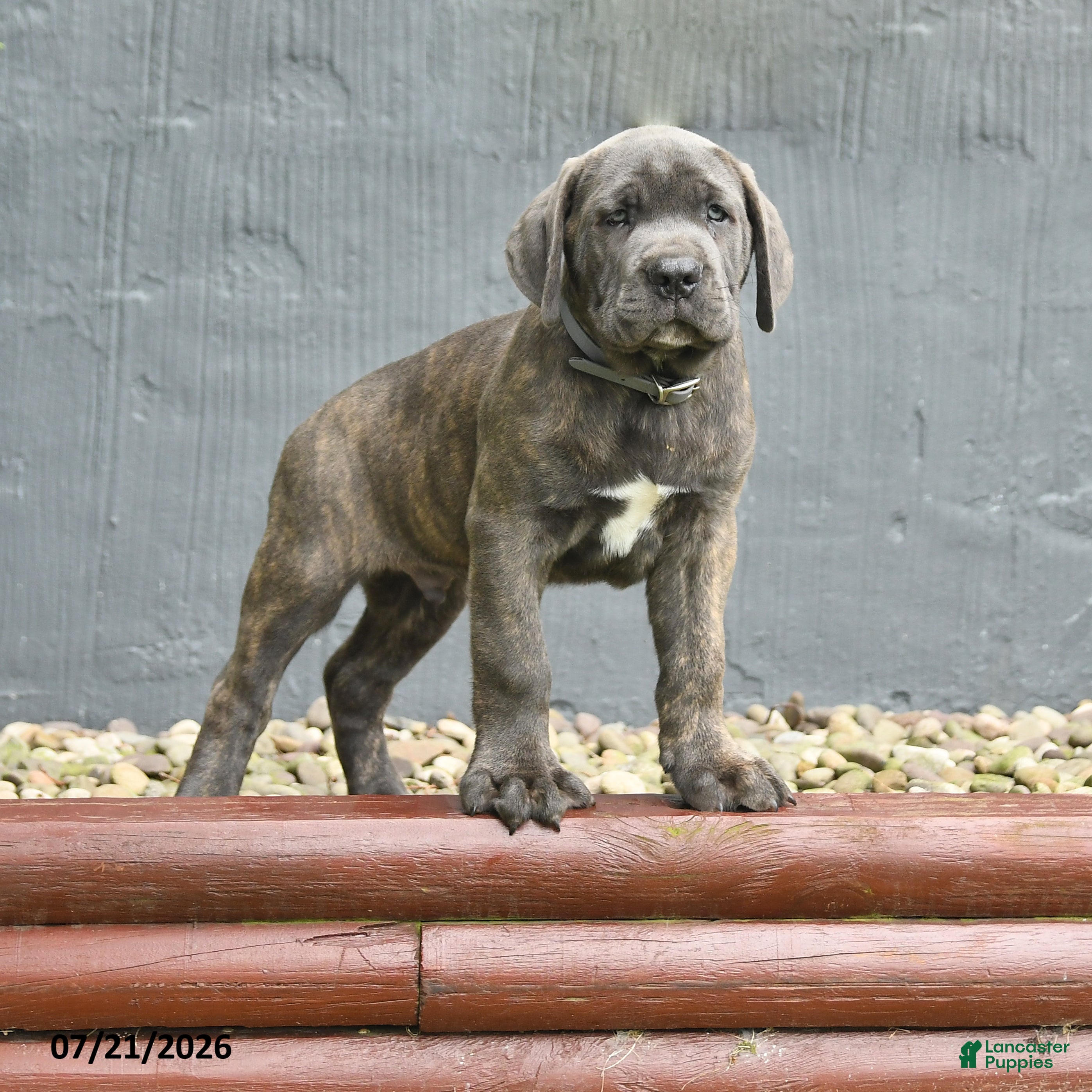 Cane Corso dogs Robot - Ad 2