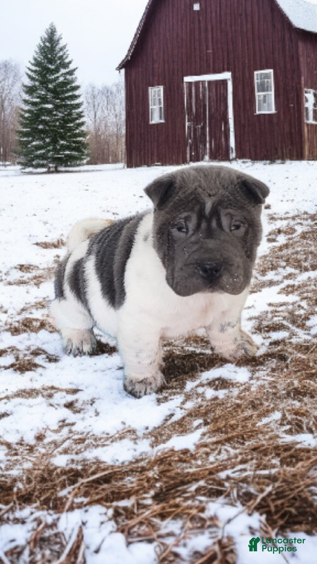 Shar Pei dogs for sale: Bluebelle blue flower mini  - Ad 16