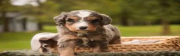 Mini Bernedoodle dogs for sale: Barley F1 Mini Bernedoodle  - Ad 9