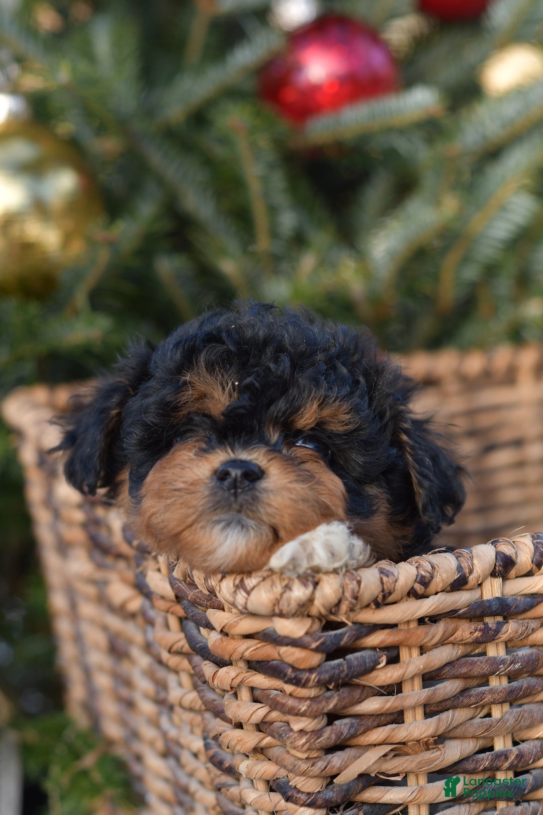 Mini Aussiedoodle dogs for sale: Bear - Ad 24