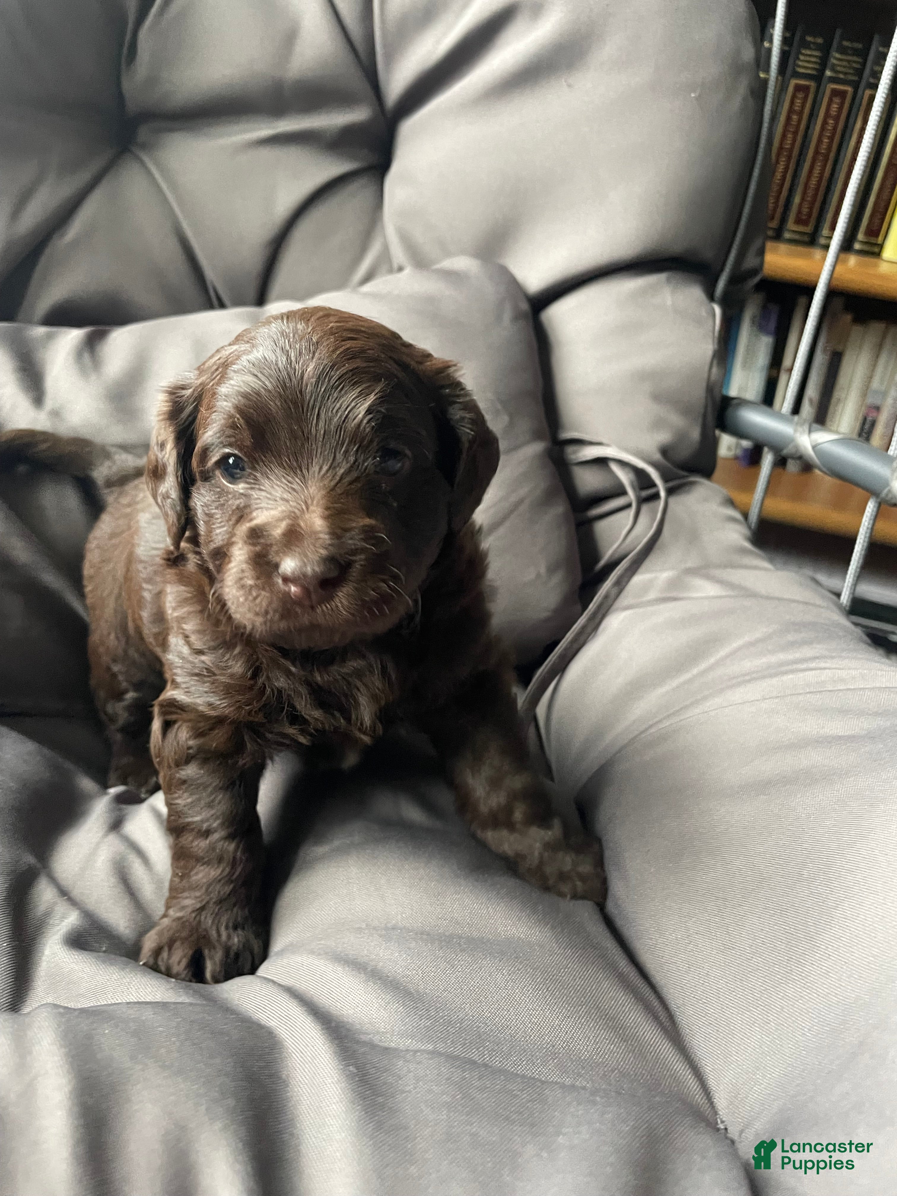 Labradoodle dogs Bear - Ad 2