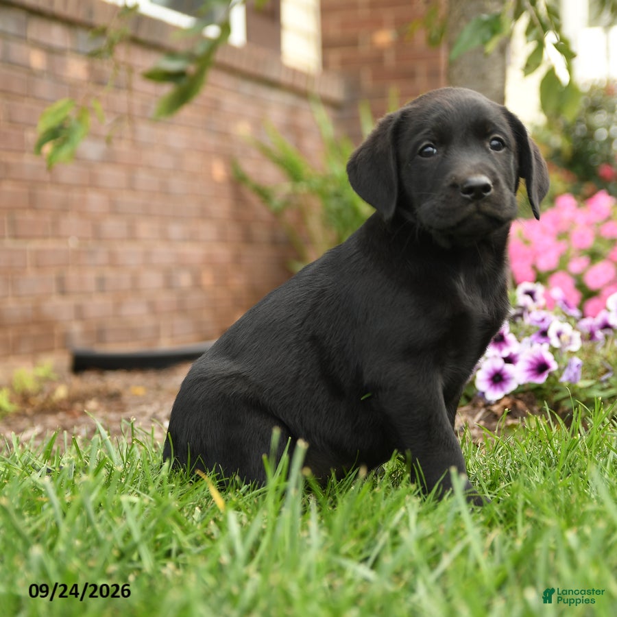 Labrador Retriever dogs Scout - Ad 2