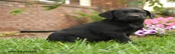 Labrador Retriever dogs for sale: Scout - Ad 2