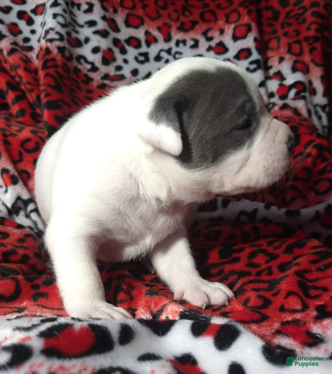 American Bully dogs for sale: "SOFIA VERGARA" - Ad 17