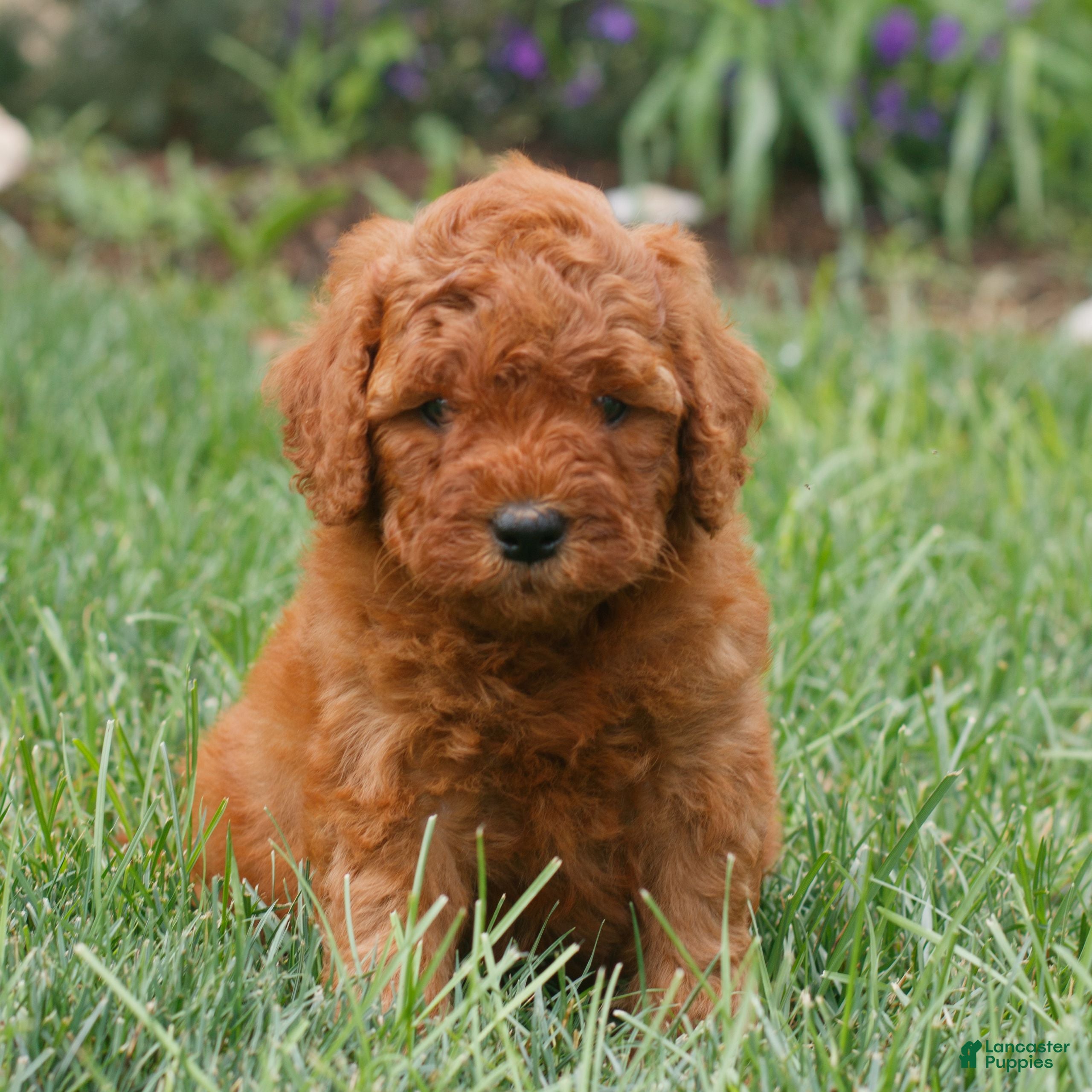 Miniature Labradoodle dogs Faith  - Ad 2