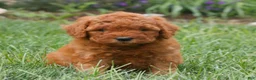 Miniature Labradoodle dogs for sale: Faith  - Ad 2