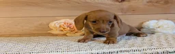 Miniature Dachshund dogs for sale: Honey - Ad 5