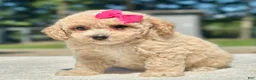 Maltipoo dogs for sale: Sweetie  - Ad 6
