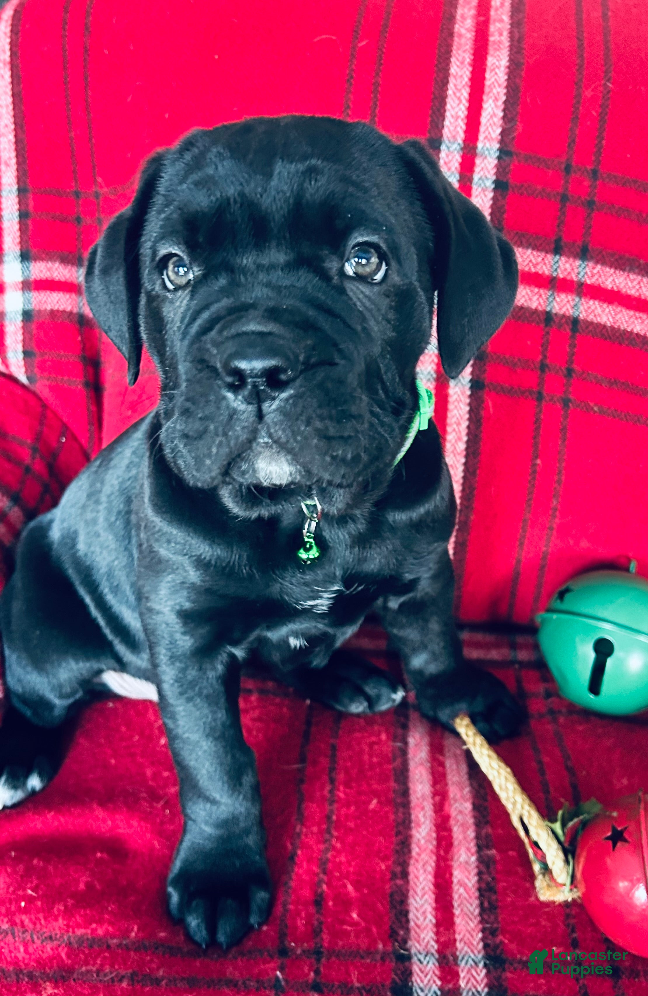 Cane Corso dogs Cane Corso Puppy 1 - Ad 1