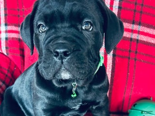 Cane Corso dogs Cane Corso Puppy 1 - Ad 36