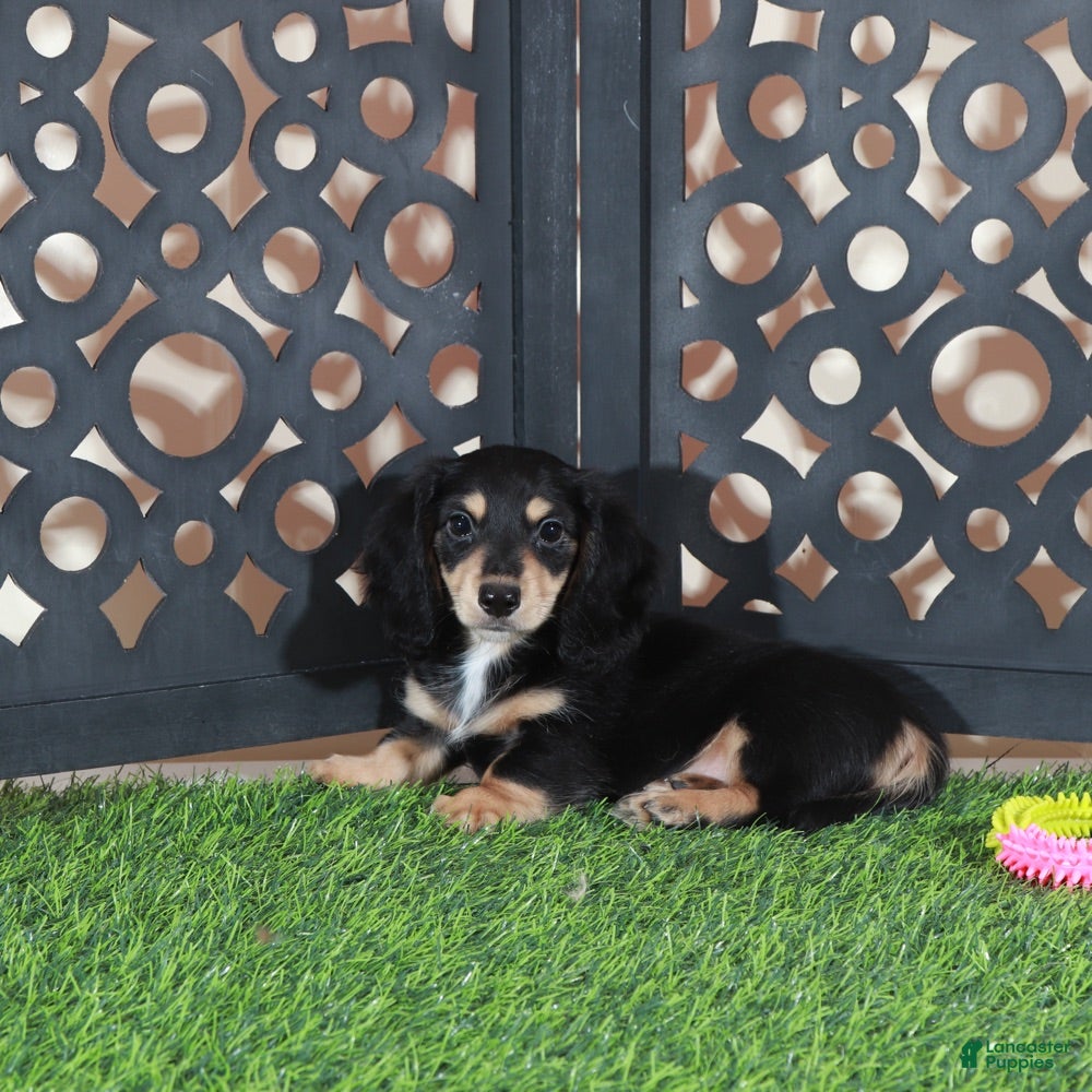 Miniature Dachshund dogs Molly Beautiful Blk/tan Mini LH Dachshund - Ad 2