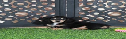 Miniature Dachshund dogs for sale: Molly Beautiful Blk/tan Mini LH Dachshund - Ad 2