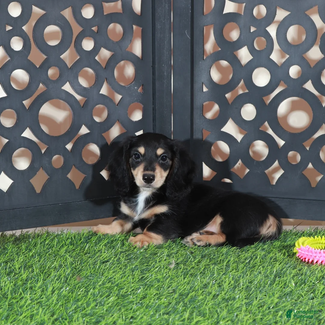 Miniature Dachshund dogs for sale: Molly Beautiful Blk/tan Mini LH Dachshund - Ad 2