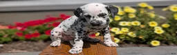 Dalmatian dogs for sale: Ariel - Ad 8