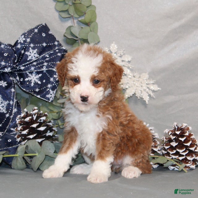 Miniature Poodle dogs Queen - Ad 2