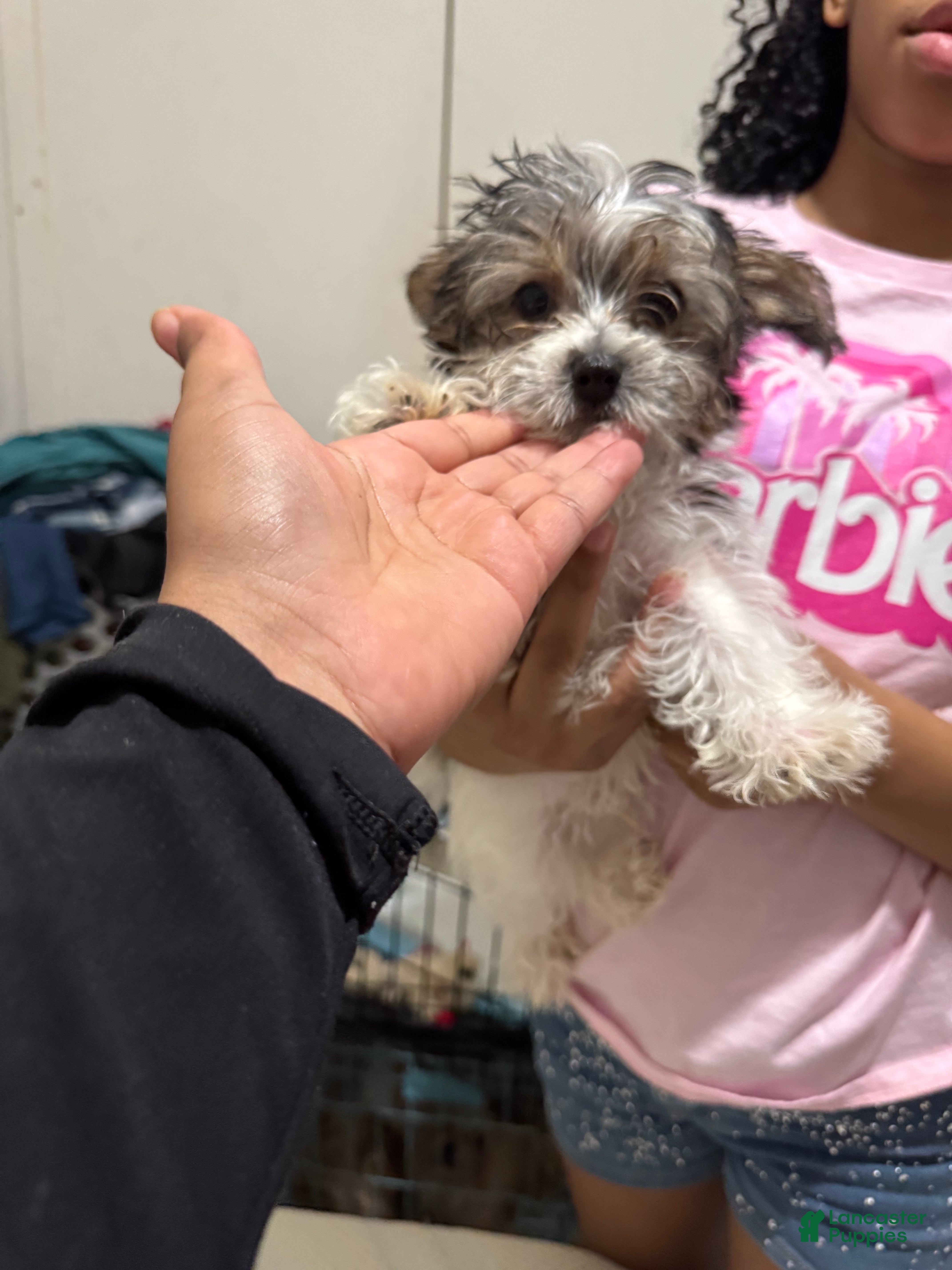 Yorkshire Terrier dogs Yorkshire Terrier 1 - Ad 20