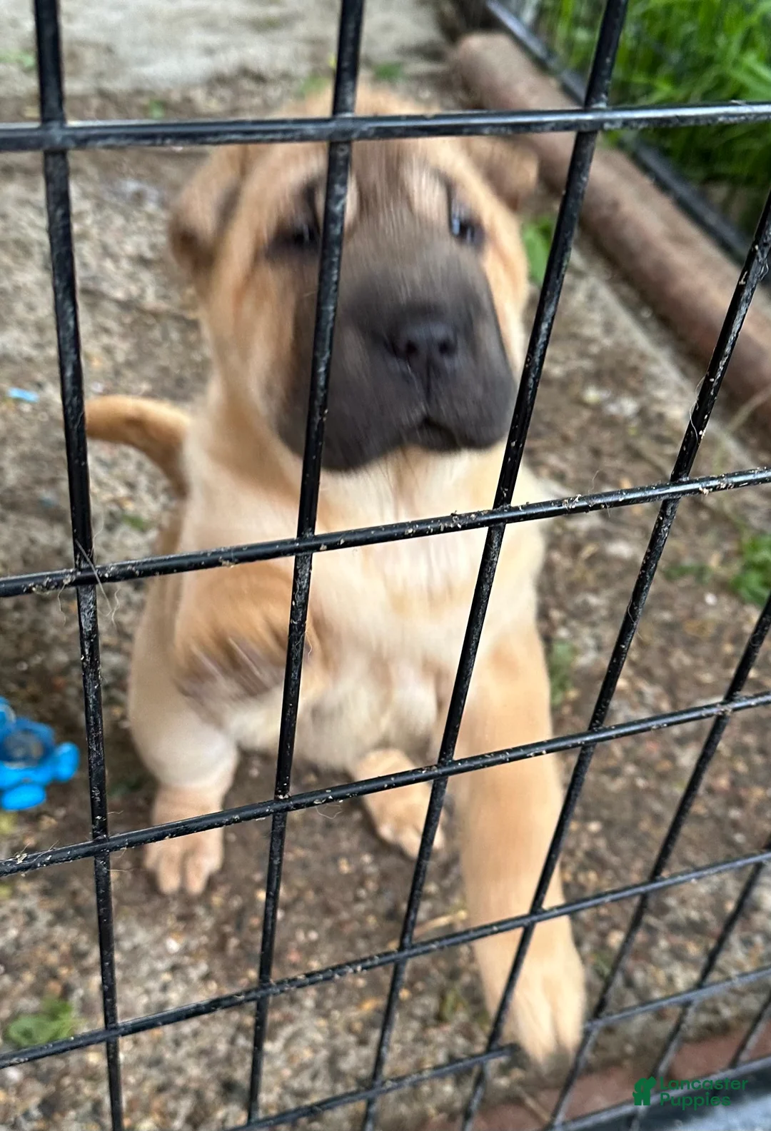 Shar Pei dogs for sale: Shar Pei Puppy 2 - Ad 1