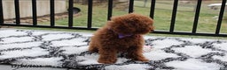 Toy Poodle dogs for sale: Pearl - Ad 3
