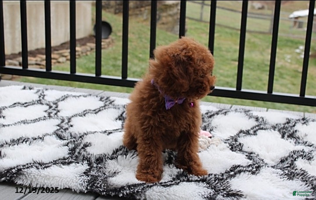 Toy Poodle dogs for sale: Pearl - Ad 3