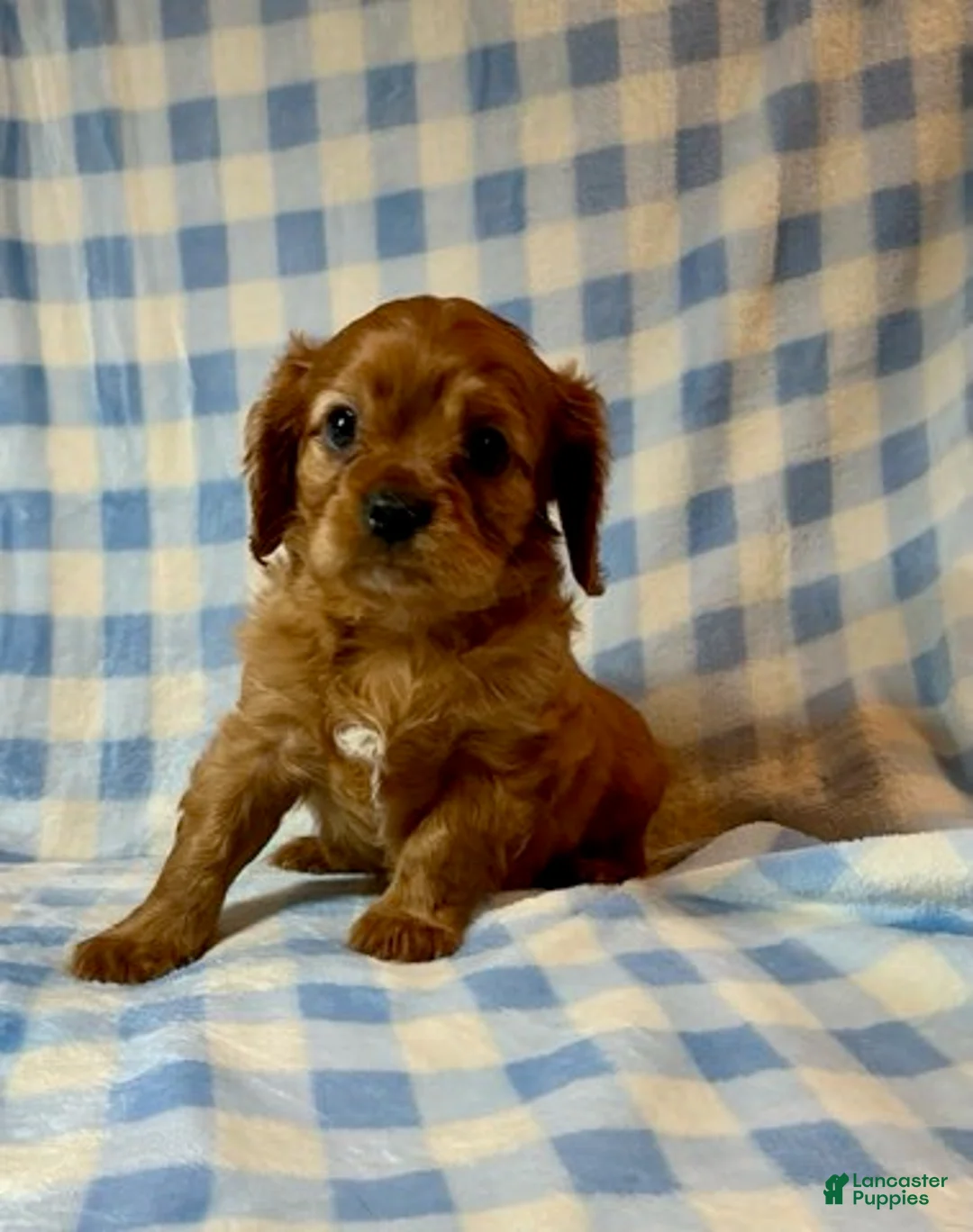 Cavapoo dogs for sale: Ruby (Dodger) - Ad 3