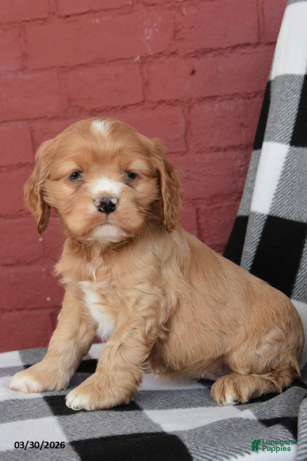 English Cocker Spaniel dogs Sandy - Ad 1