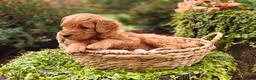 Goldendoodle dogs for sale: Chai - Ad 11
