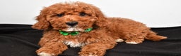 Cavapoo dogs for sale: Shadow - Ad 3