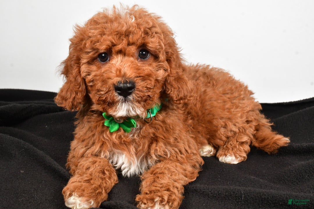 Cavapoo dogs for sale: Shadow - Ad 3
