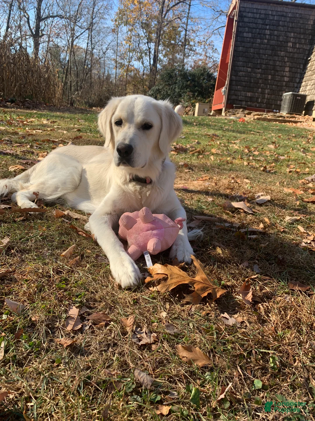 Golden Retriever dogs for sale: Violet - Ad 3