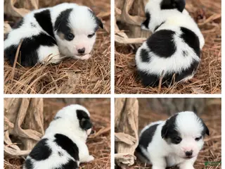 Mixed Breed dogs Mismark Boy - Ad 23