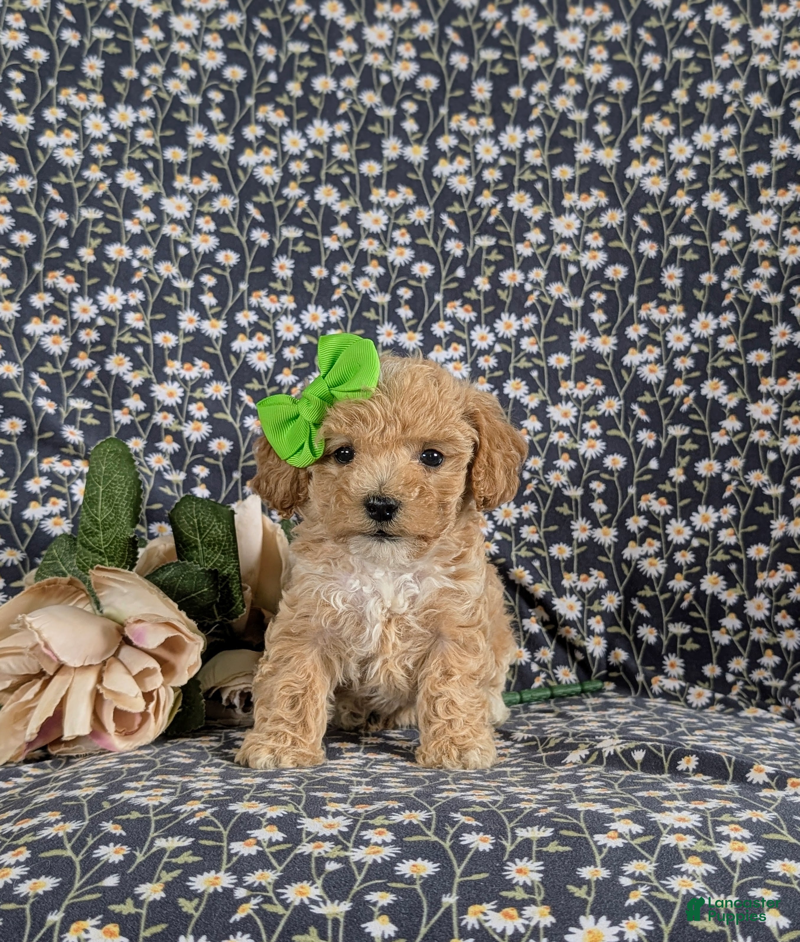 Bichpoo dogs for sale: Rosie 9 lbs Full Grown - Ad 5