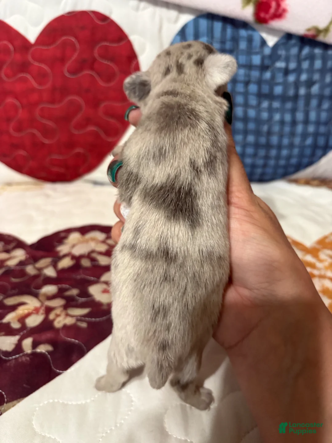 Chihuahua dogs for sale: Glitter  - Ad 2