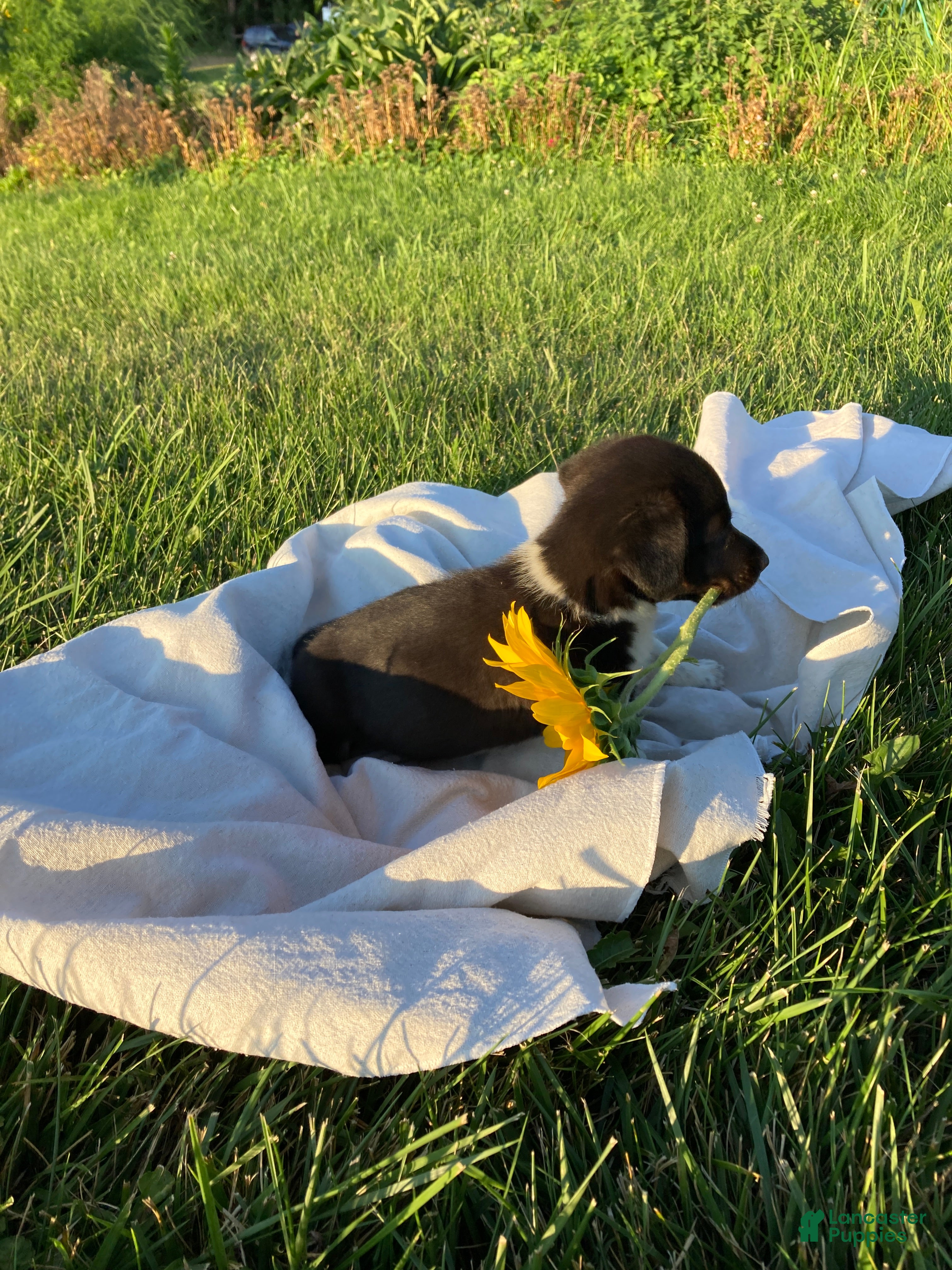 Corgipoo dogs Anya  - Ad 2