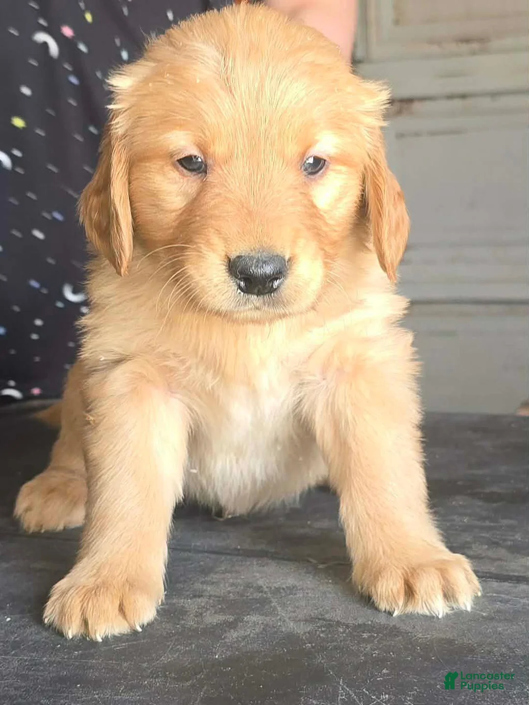 Golden Retriever dogs for sale: Yellow Girl - Ad 10