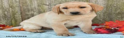 Labrador Retriever dogs for sale: Toby - Ad 2