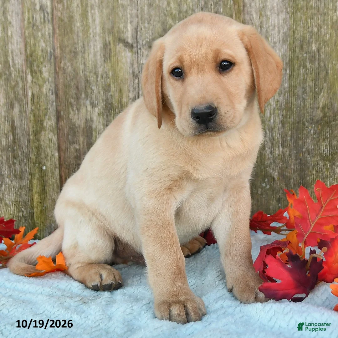 Labrador Retriever dogs for sale: Toby - Ad 2