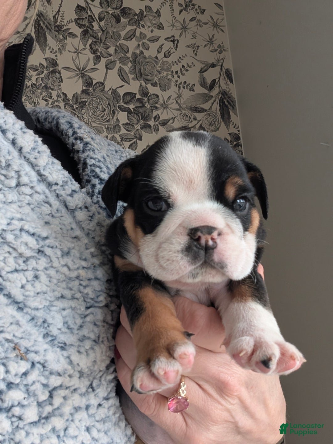 English Bulldog dogs for sale: Monica  - Ad 2