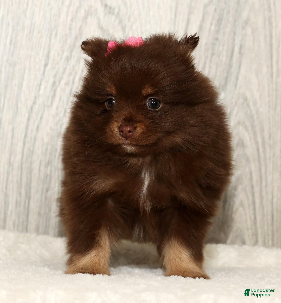 Pomeranian dogs for sale: Whitney - Ad 5