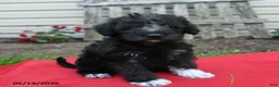 Schnoodle dogs for sale: Bambi - Ad 3