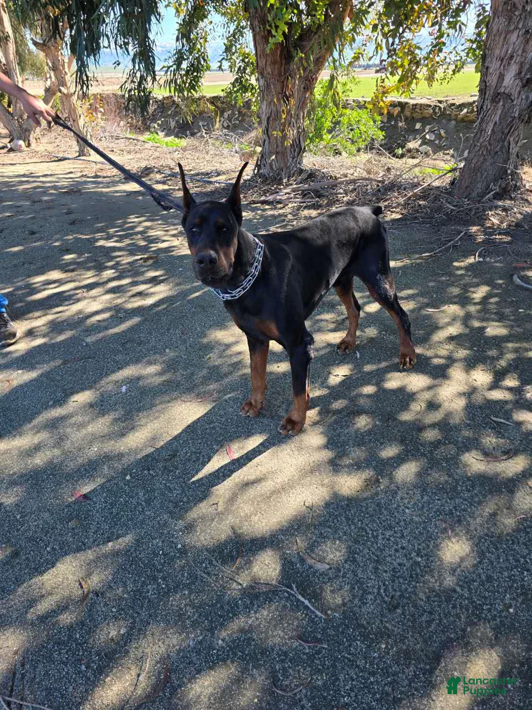 Doberman Pinscher dogs for sale: Doberman Pinscher Puppy 1 - Ad 8