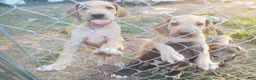 Great Dane dogs for sale: Great Dane 4 - Ad 13