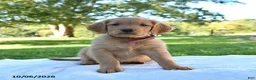 Golden Retriever dogs for sale: Amber - Ad 5